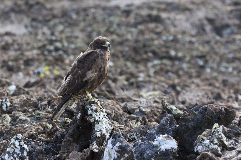 Galápagos Hawk